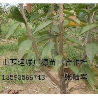 4公分5公分櫻桃樹大量出售
