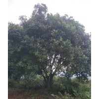大黑炭楊梅樹