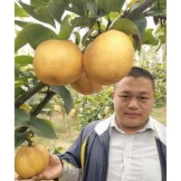 晚秋黃梨苗，臨沂晚秋黃梨苗，直銷晚秋黃梨苗