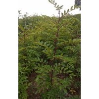 大紅袍花椒苗