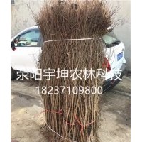 優(yōu)質(zhì)突尼斯軟籽石榴樹苗各種規(guī)格