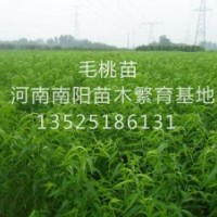 桃樹(shù)苗 占地苗 各種果樹(shù)苗 綠化苗木 長(zhǎng)期供應(yīng) 量大從優(yōu)
