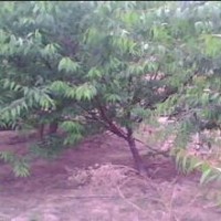 山桃毛桃各種桃樹(shù)成品苗齊全
