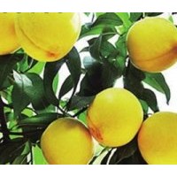 錦繡黃桃苗，吉林內(nèi)蒙遼寧出售新品種