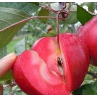 新疆紅肉蘋果苗紅色之愛