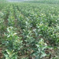 甜茶苗，北美海棠的粘木甜茶苗，根苗及嫁接苗