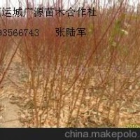 1公分桃樹(shù)成品苗大量出售、價(jià)格優(yōu)惠