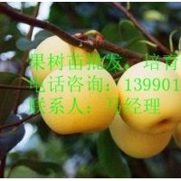 長壽，新世紀(jì)，7月酥，西子綠，早酥，龍泉酥，翠冠，中梨1號，