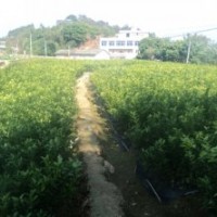 砂糖桔無菌苗