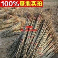 果樹苗圃常見供應(yīng)各類核桃苗