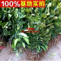 批發(fā)嫁接紅心蜜柚 沙田柚子苗