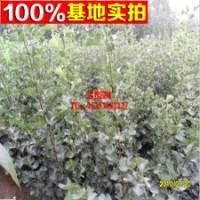 出售 山楂樹 數(shù)量大 價(jià)格低