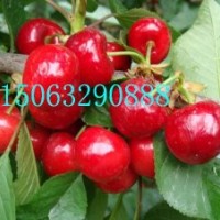 矮化櫻桃苗，美早櫻桃苗，紅燈櫻桃苗，岱紅櫻桃苗