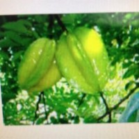 供應(yīng)臺灣（四季）楊桃苗