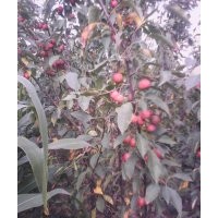 哪里能買到蘋果苗？山西運城絳縣蘋果苗供應(yīng)商