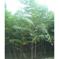 香椿苗，香椿樹苗，大棚香椿苗