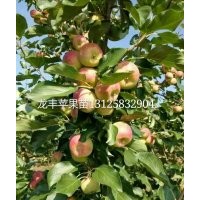吉林龍豐果樹苗 出售黑龍江龍峰蘋果苗，內(nèi)蒙果樹苗