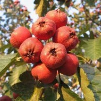 山楂苗，大金星山楂苗，山楂樹苗