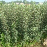 長期供應山楂苗