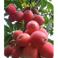 各種新品果樹小苗，接穗