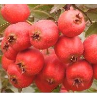 山西山楂苗種植基地、山楂果批發(fā)