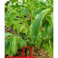 山東嫁接核桃苗供應(yīng)商