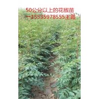 花椒苗 油松 白皮松 山楂樹(shù) 桃樹(shù) 核桃苗 蘋果苗等