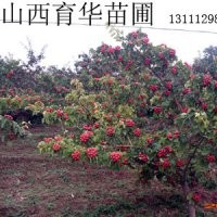 3-8公分的山楂樹 核桃樹 蘋果樹 皂角苗批發(fā)