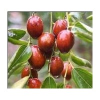 山東泰安棗樹苗批發(fā)價(jià)格