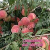 映霜紅桃苗供應批發(fā)