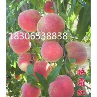 晚熟桃苗、沂蒙霜紅桃苗、迎霜紅桃苗、早熟桃苗、倉方早生桃苗