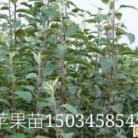 山西蘋果苗培育基地