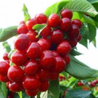 2016櫻桃苗價(jià)格，美早櫻桃苗，紅燈櫻桃苗，早大果櫻桃苗及拉賓