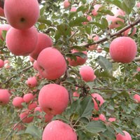 矮化蘋果苗