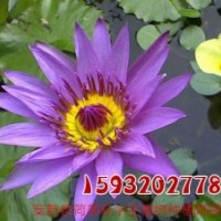睡蓮、荷美軒、睡蓮基地