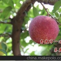 那里有出售紅貴陽李子苗的