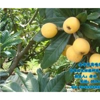 由良柑橘種苗供貨商、普洱由良柑橘種苗、崗峰農(nóng)場評價(jià)