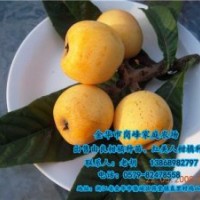 崗峰農(nóng)場評價(jià)|臨滄由良柑橘種苗|由良柑橘種苗供貨商