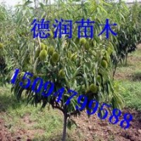 板栗苗 栗子苗 板栗樹苗價格