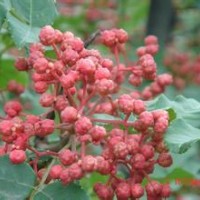 紅肉蘋果苗秋月梨矮化砧大紅袍花椒苗價格