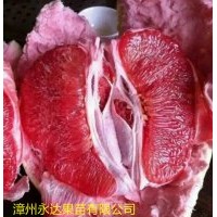 供應(yīng)正宗平和三紅蜜柚苗、紅肉蜜柚苗，黃金蜜柚苗，果苗批發(fā)