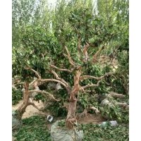 供應(yīng)金銀花，枸杞