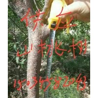 供應(yīng)山楂樹，8一20公分山楂樹