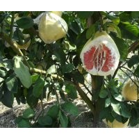 紅肉蜜柚、黃金蜜柚