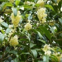 桂花樹苗哪兒有_吉林桂花樹苗_莎莎園藝(多圖)