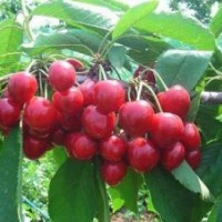 壽光櫻桃苗木廠家,櫻桃苗木,魯粒櫻桃苗木(圖)