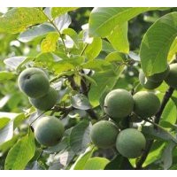 新品種核桃苗木|魯粒核桃苗木|核桃苗木生產(chǎn)商