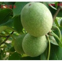 清香核桃苗