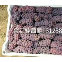 吉林營養(yǎng)缽金紅娃葡萄苗，沈陽新民金紅娃葡萄苗快苗