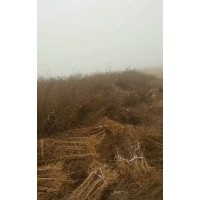 出售0.3------2公分河陰軟籽石榴樹苗